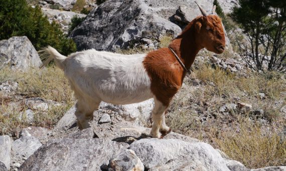 Trekking na Fairy Meadows